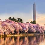 アメリカで桜を堪能