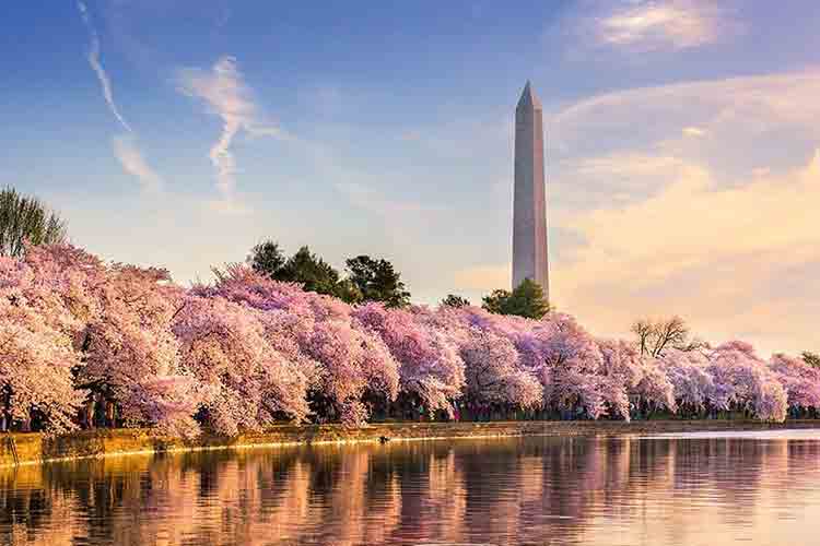 ワシントンDCの桜の歴史